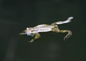 Wild Amphibian Drucke: Frog