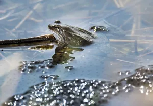 Moorland Wildlife Scene Drucke: Frog in the middle of frog spawn