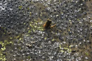 Batrachian Reproduction Drucke: Frog spawn