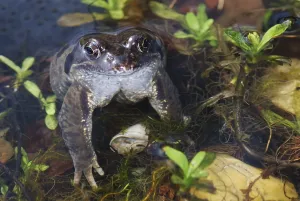 True Toad Habitat Drucke: Frog spawn and a toad in a small tarn