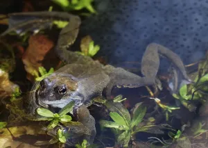 True Toad Habitat Drucke: Frog spawn and a toad in a small tarn