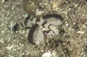 Froschfisch, Krötenfisch, Froschfisch, Krötenfisch