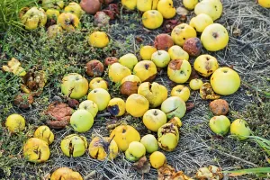 Deserted Fruit Drucke: Fruit