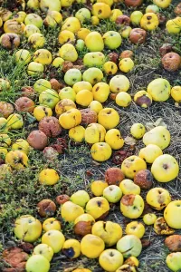 Deserted Fruit Drucke: Fruit