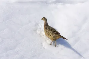 Common Pheasant Images Drucke: Game Pheasant (Phasianus colchicus)