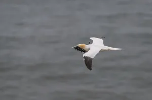 Animal Behaviour Nesting Material Drucke: Gannet in Flight with Nesting Material