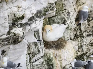 Waterfowl In The Wild UK Drucke: Gannet, nesting at Bempton Cliffs