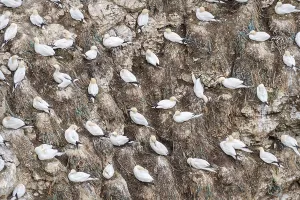 Yorkshire Seabirds Drucke: Gannets Nesting at Bempton Cliffs