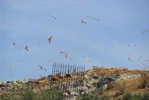 Environmental Pollution Images Drucke: Garbage dump