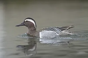 Wild Duck Species Drucke: Garganey (Anas querquedula)