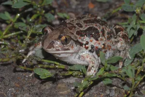 Batrachian Wildlife Photography Drucke: Garlic toad