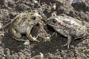 Garlic Toad Drucke: Garlic toad
