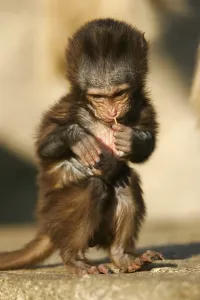 Old World Primate Drucke: Gelada baboon (Theropithecus gelada)