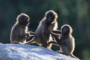 Mammalian Wildlife Drucke: Geladas (Theropithecus gelada)