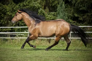 Empty Rural Landscape Photo Drucke: Gelding, Solid Paint Horse, Solid Buckskin