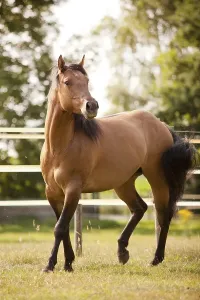 Purebred Horse Breeds Drucke: Gelding, Solid Paint Horse, Solid Buckskin