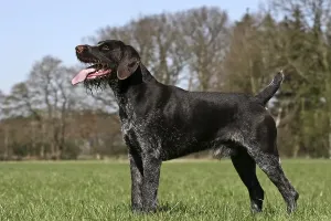 Canis Lupus European Habitat Drucke: German wirehaired pointer