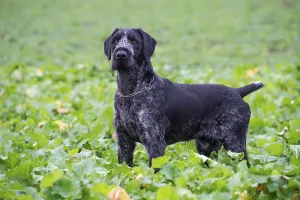 Hunting Dog Images Drucke: German wirehaired pointer