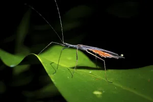 Pterygote Insects In Natural Environment Drucke: Ghost insect (Phasmatodea) sitting on a leaf