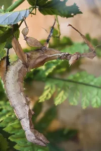 Geisterinsekt (Phasmatodea, Syn. Phasmida)