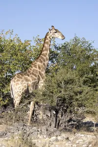 Namibia Africa Drucke: Giraffe (Giraffa camelopardalis)