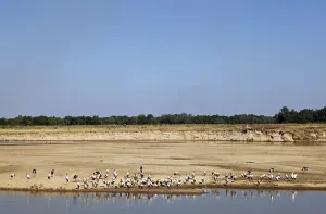 Nature Reserves East Africa Drucke: Glutton