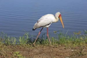Nature Reserve In RSA Drucke: Gluttonous