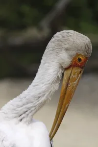 Natural Environment Photos Birds Drucke: Gluttonous