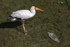 Bird Photography In The Wild Drucke: Gluttonous