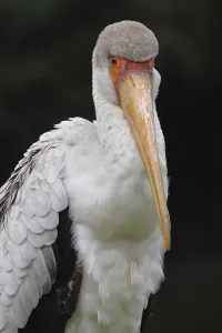Animals In The Wild Africa Drucke: Gluttonous