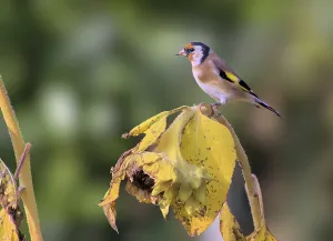 Passerine Birds Nature Drucke: Goldfinch