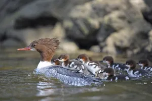 Common Merganser Duck Drucke: Goosander