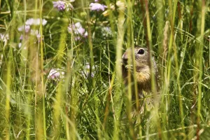 Deserted Rodent Drucke: Gopher