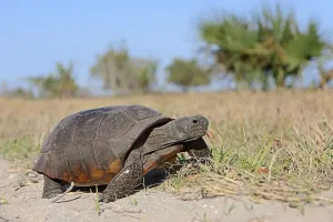 USA Reptiles Drucke: Gopher Tortoise (Gopherus polyphemus), Florida, United States, North America
