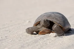 Reptile Fauna Drucke: Gopher Tortoise (Gopherus polyphemus)