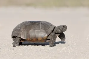 Reptile Fauna Drucke: Gopher Tortoise (Gopherus polyphemus)