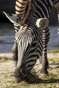 Common Zebra Species Drucke: Grantzebra