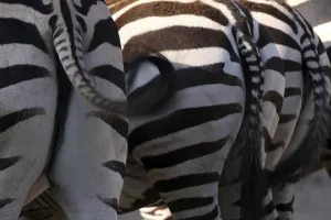 Grantzebra von hinten