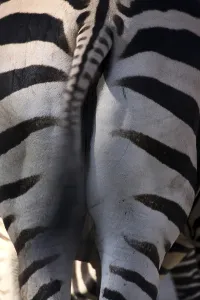 Zoo Animals In Captivity Drucke: Grantzebra from behind