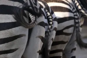Common Zebra Species Drucke: Grantzebra from behind