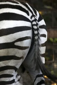 Striped Mammal Drucke: Grantzebra from behind
