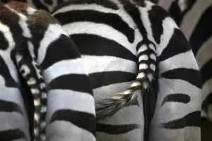 Deserted Savannah Scene Drucke: Grantzebra from behind