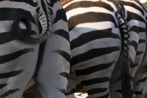 Striped Mammal Drucke: Grantzebra from behind