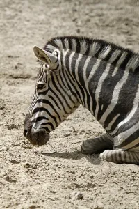Striped Mammal Drucke: Grantzebra