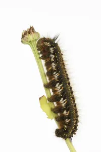 White Background Insect Images Drucke: Grass cluck or drinker (Euthrix potatoria)