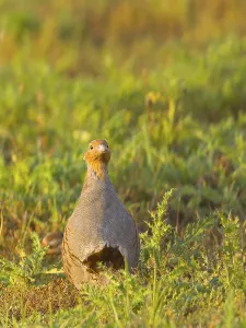 Empty European Landscape Drucke: Gray partridge (Perdix perdix)