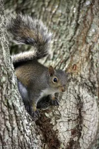Tree Trunk Detail Drucke: Gray Squirrel (Sciurus carolinensis)