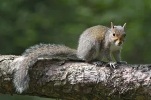 British Wildlife Photoshoots Drucke: Gray squirrel (Sciurus carolinensis)