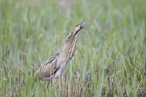 Minsmere RSPB Reserve Drucke: Great Bittern (Botaurus stellaris)