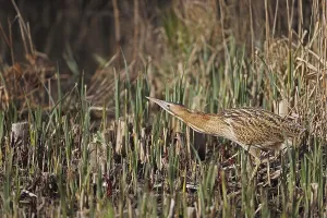 Minsmere RSPB Reserve Drucke: Great Bittern (Botaurus stellaris)
